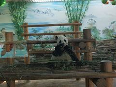 -西霞口神雕山野生动物世界