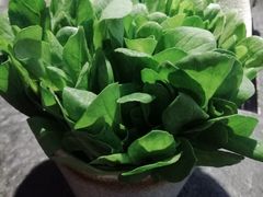 -新草堂锅物料理(泉城路店)