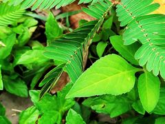 -露天矿生态公园