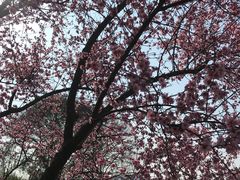-白塘生态植物园