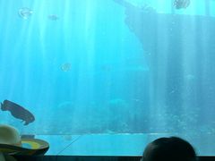 -瑞德姆美人鱼海底演艺主题餐厅(亚龙湾店)