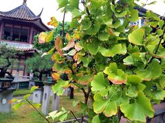 iphone_upload_pic-碧江金楼