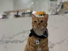 -楼上猫咖(罗湖店)