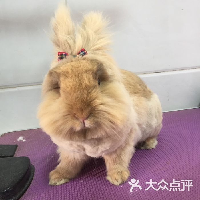 冯青青兔子美容馆