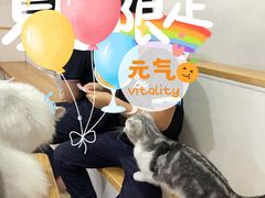 -李小姐の猫咖啡馆(五角场店)