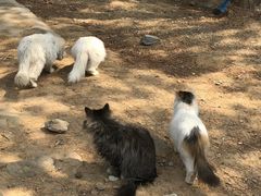 -美联众合动物医院·24h京西诊疗中心