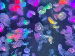 -海合安成都极地海洋公园