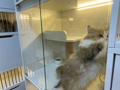 -十月米努特矮脚猫舍