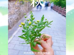 -北京西山国家森林公园