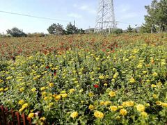 -羊亭河湿地公园