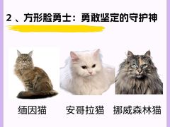 -lincat·猫舍(广州店)