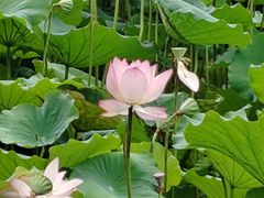 -荔湾湖公园