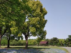 -上海滨江森林公园