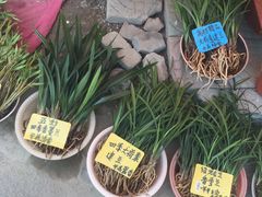 -潘玉麟糖粥