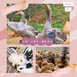 户外的，自然的儿童乐园