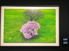 -罗红摄影艺术馆