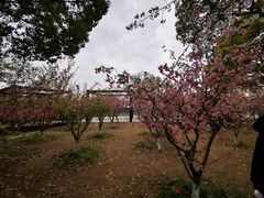 -高东镇樱花园