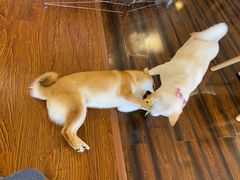 -豆柴町-柴犬主题狗咖(红鼎国际C座店)