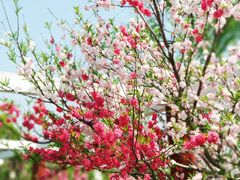 -南汇桃花村