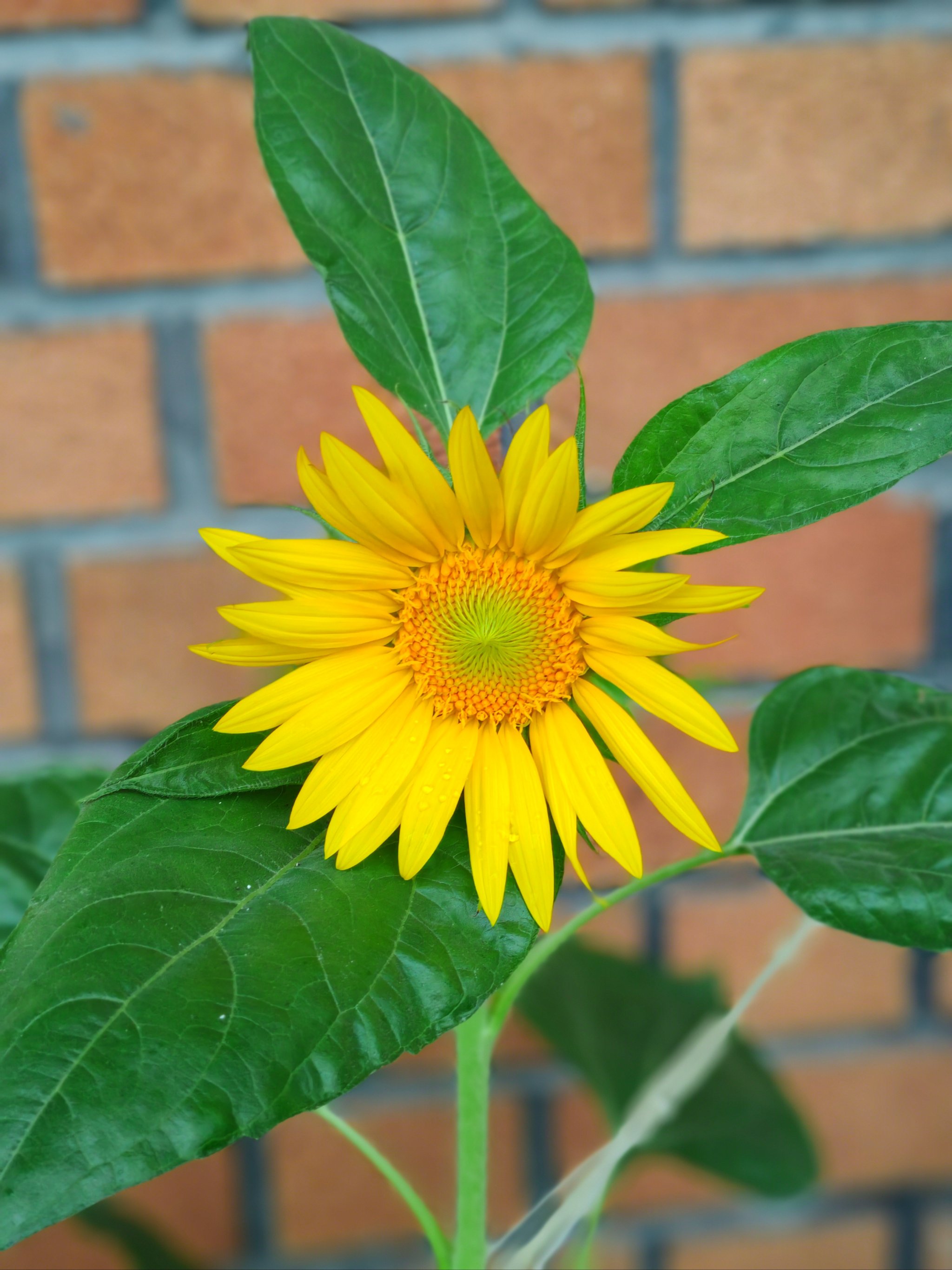 向日葵开花了