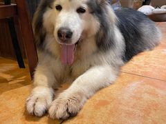 -more than meow吴止猫主题餐厅(承德 中船汇店)