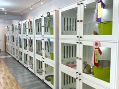 -青奢宠物·青奢猫舍