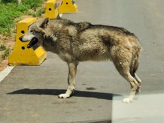 -秦皇岛野生动物园