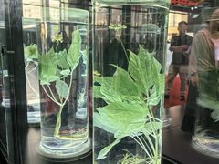 -广东中医药博物馆