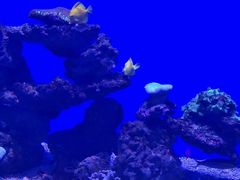 -烟台海昌鲸鲨海洋公园