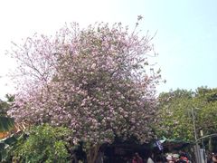 iphone_upload_pic-南丫岛