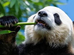 -深圳野生动物园