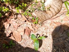 -瑞鹏宠物医院·骨科·猫科·内科(第一中心)
