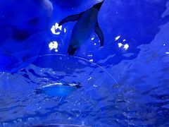 -上海海昌海洋公园