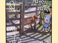 -前小桔亲子创意农场·草莓采摘·露营烧烤