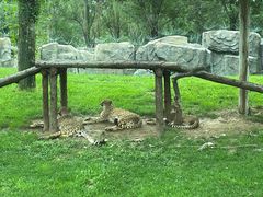 -北京野生动物园