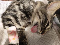 -艾吉宠物医院·疑难杂症转诊中心·猫友好(碧江路院)