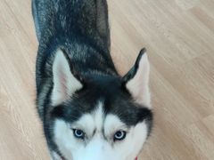 -Husky Go! 哈士奇体验馆·宠物咖啡厅狗咖