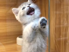 -猫十亿·布偶金渐层·曼基康矮脚猫舍(青年路店)