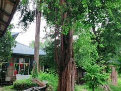 -横沥牛庄(总店)