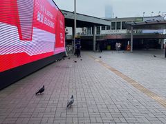 -天星小轮码头