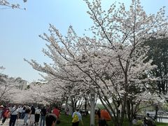 -高东镇樱花园