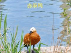 -天津水上公园
