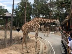 -清迈夜间动物园