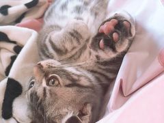 -宠爱国际动物医院·消化内科·心肾内科·ISFM猫友好(望京店)
