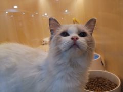 -momokira米努特·德文卷毛猫·棉花面纱犬