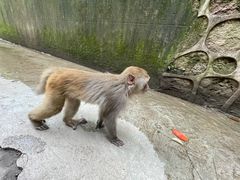 -黔灵山公园