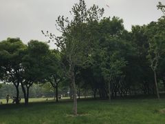 -泰丰公园