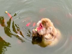 -合肥野生动物园