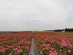 -南京枫彩漫城