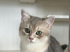 -东方名猫馆·英短金渐层布偶猫舍(环线广场1号楼店)